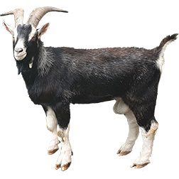 Frisa Valtellinese Goat